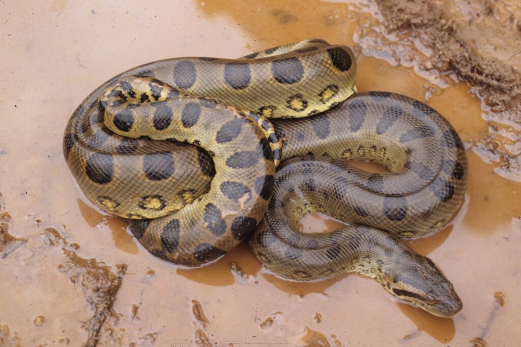 Green anaconda (Eunectes murinus) coiled in shallow floodwater amid vegetation debris, Sandolândia, Mato Grosso, Brazil.