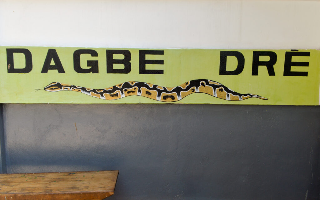 A royal python (Python regius), one of the sacred Dagbe kept at the Temple of Pythons, Ouidah, Republic of Benin.