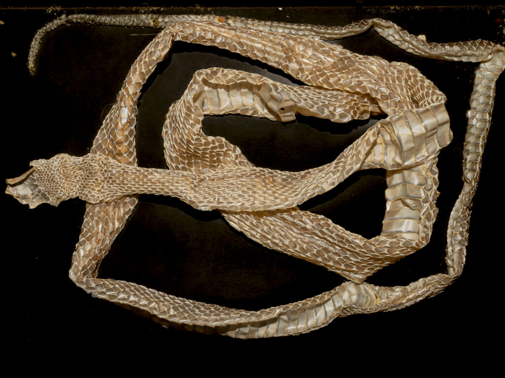 Complete shed skin of a snake after ecdysis, showing the intact translucent form including eye scales